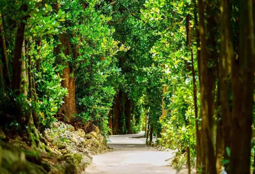 Matayoshi Coffee Farm