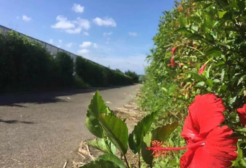 Matayoshi Coffee Farm