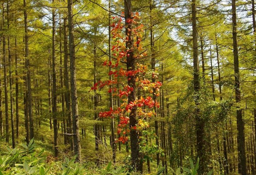 Пансион Resort Garni Coru