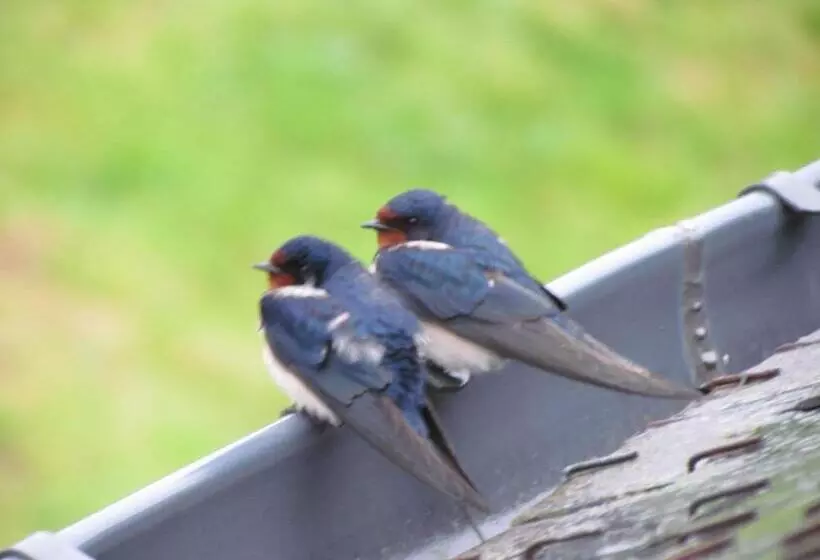 Aamiaismajoitus (B&B) Ty Gwennili