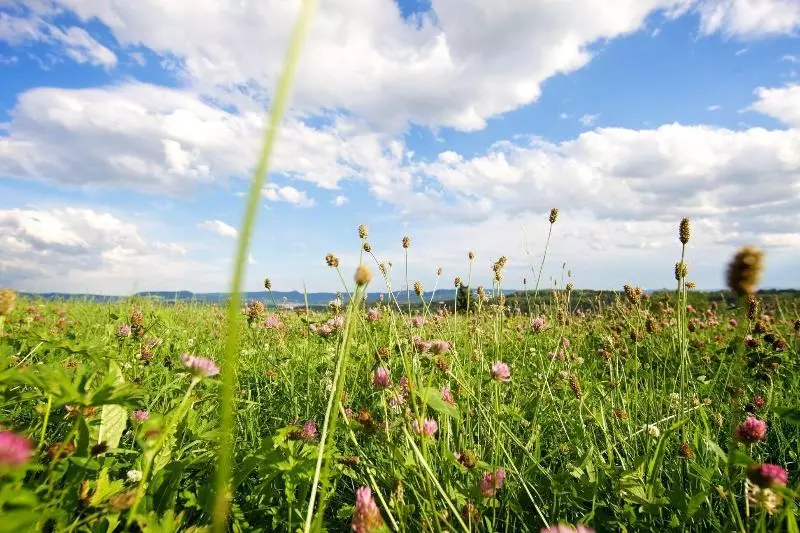 Hotelli Reinhardtshof Garni