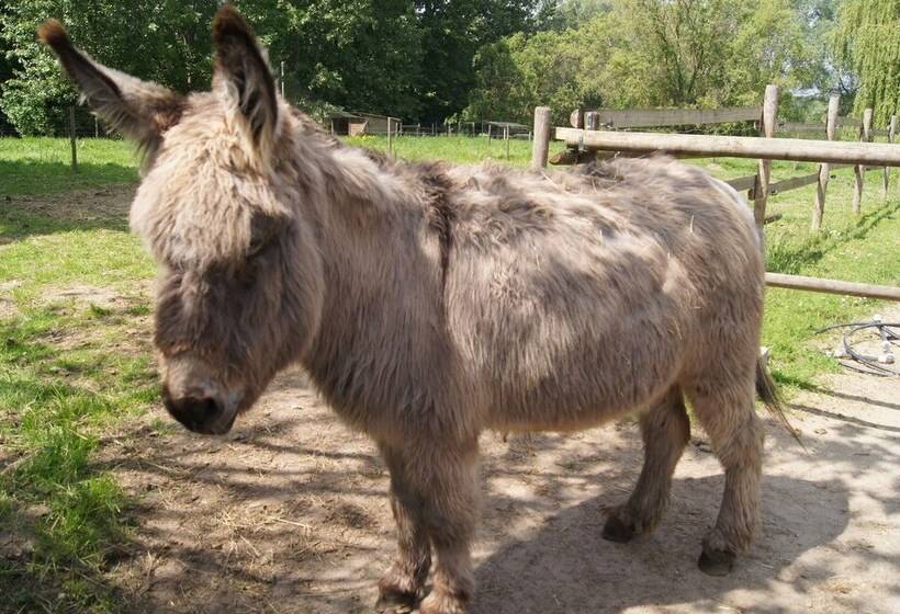 Pension Le Paddock Du Val De Lys