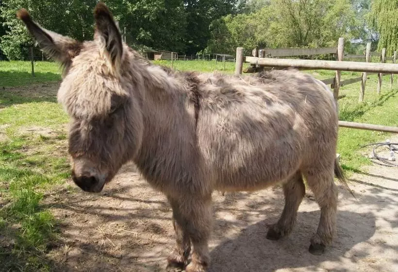 Majatalo Le Paddock Du Val De Lys