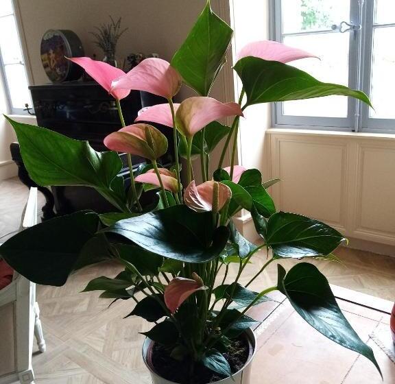 مبيت وإفطار Domaine De Pladuc