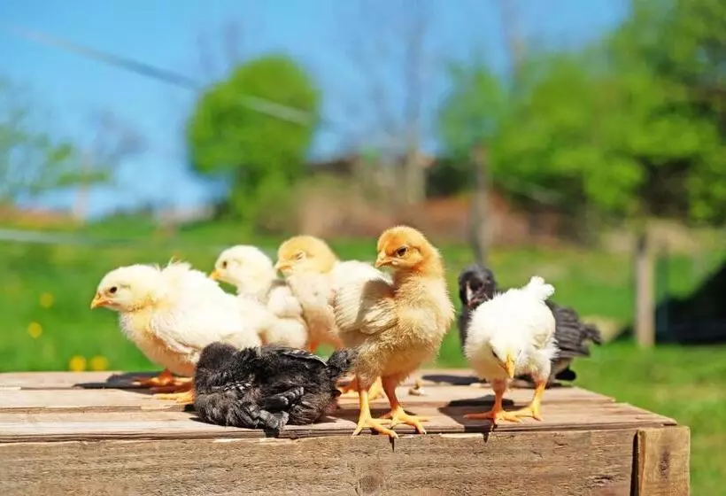 Majatalo Gasthaus Zum Bauernhof