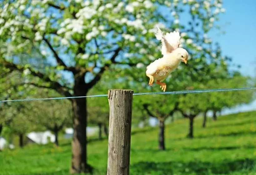 Majatalo Gasthaus Zum Bauernhof
