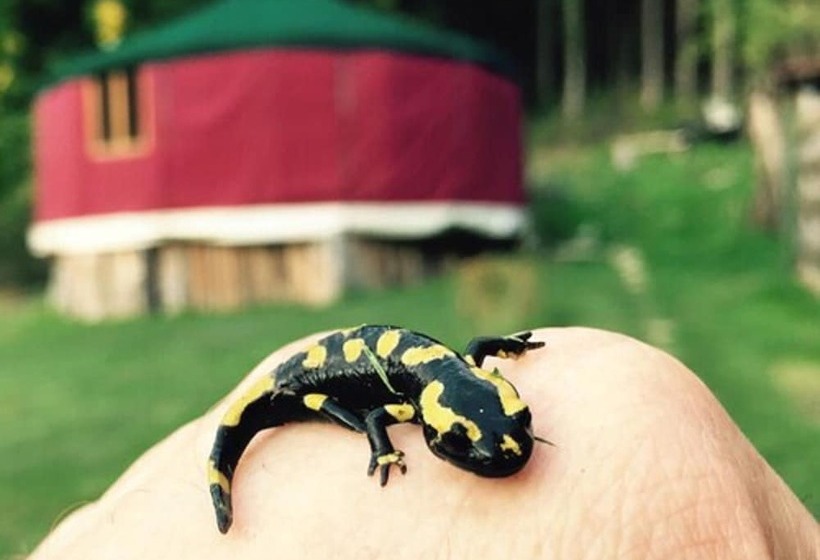 酒店 Foxy Camp Insolite