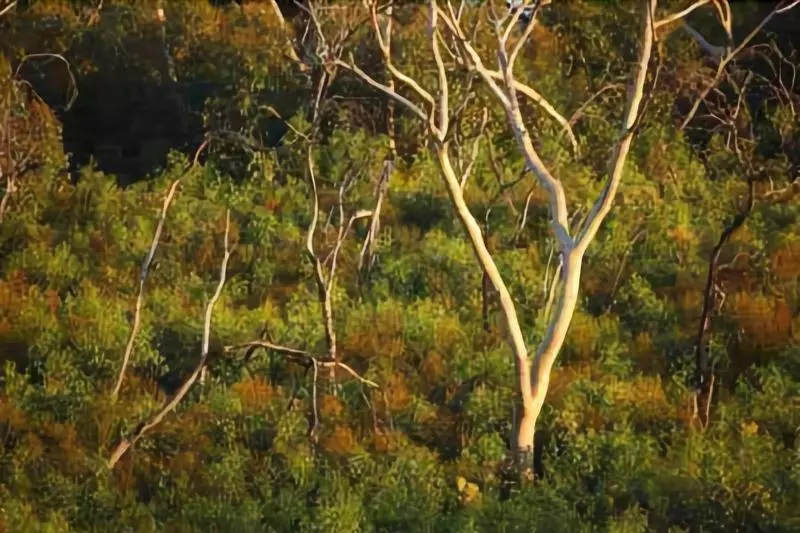 Hotelli Tanonga Luxury Eco Lodges