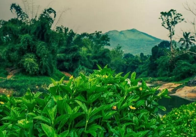 ホテル Grassroots Wayanad, Valley View Tents