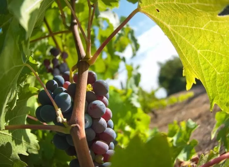 ペンション Domaine De La Soucherie   Chambres D Hôtes