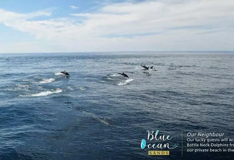 リゾートホテル Blue Ocean Sands   On The Beach