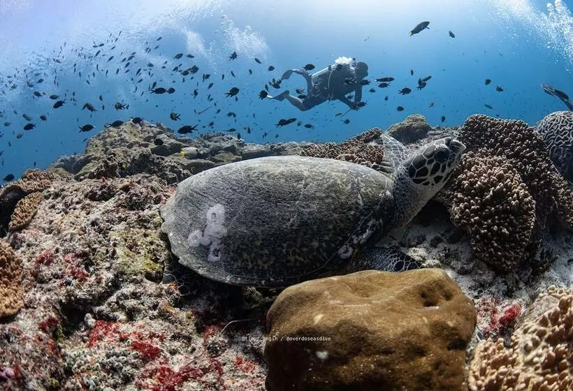 Hotelli Noah Maratua Resort