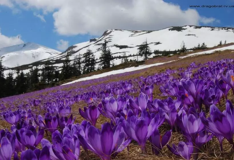 Majatalo Zelena Dacha