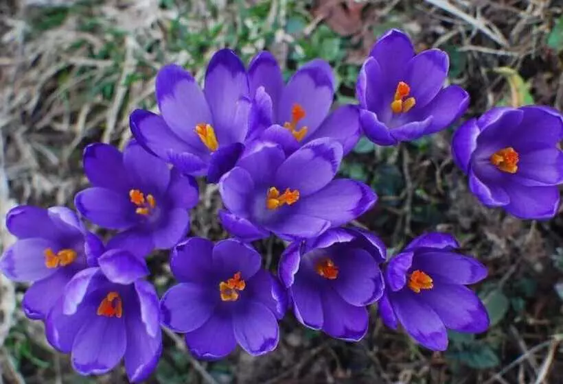 Majatalo Zelena Dacha