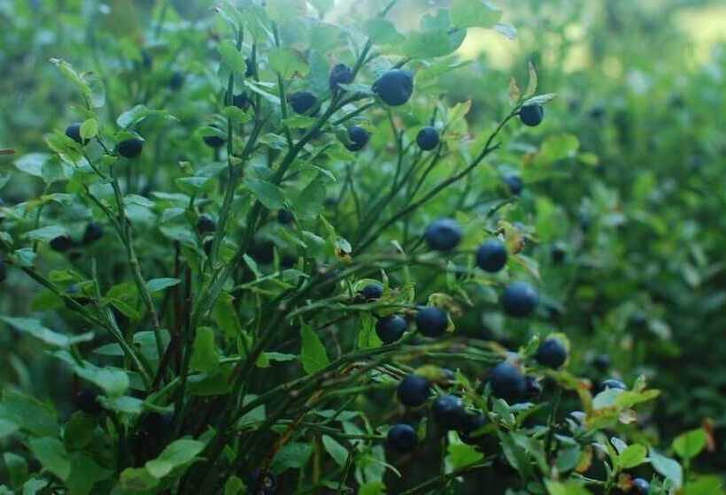 ペンション Zelena Dacha