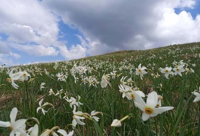 ペンション Zelena Dacha