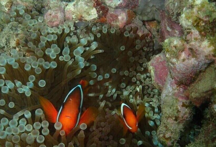 Pensione Zerogravity Koniya Clubhouse