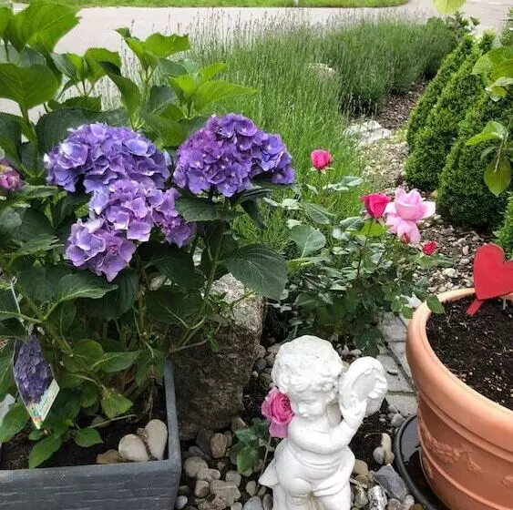 Hotelli Swiss Star Home