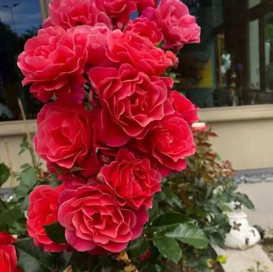 Hotelli Swiss Star Home