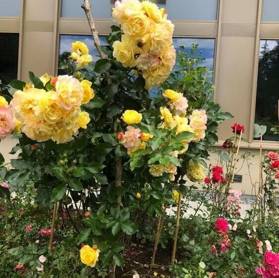 Hotelli Swiss Star Home