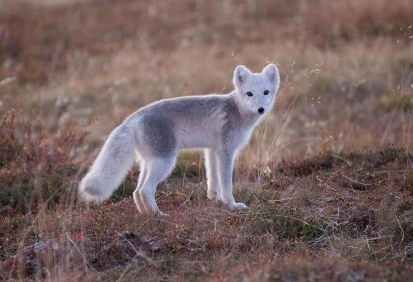 בית מלון כפרי L Klimpfjäll