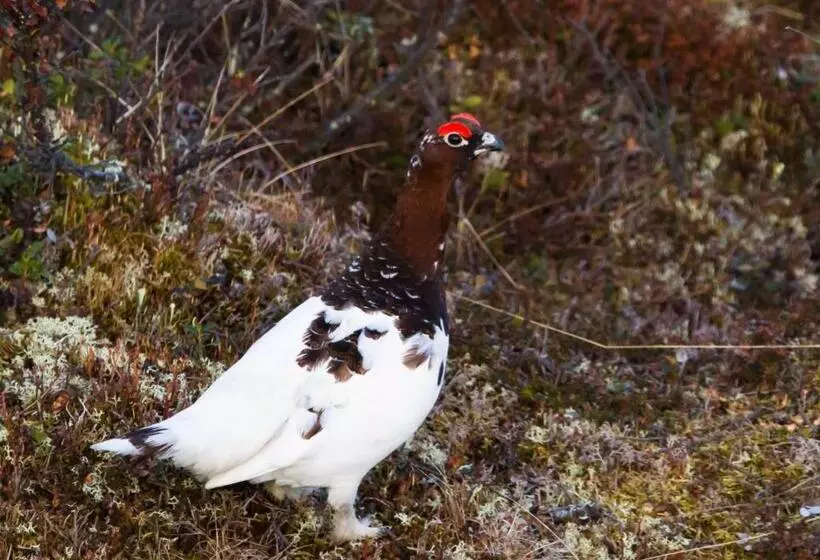 Hotelli L Klimpfjäll