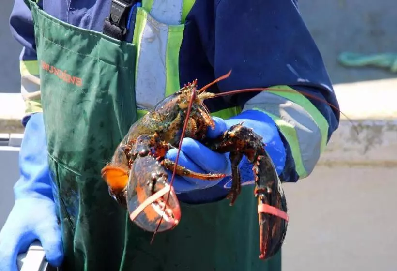 Retkeilymaja The Killick Inn & Suites