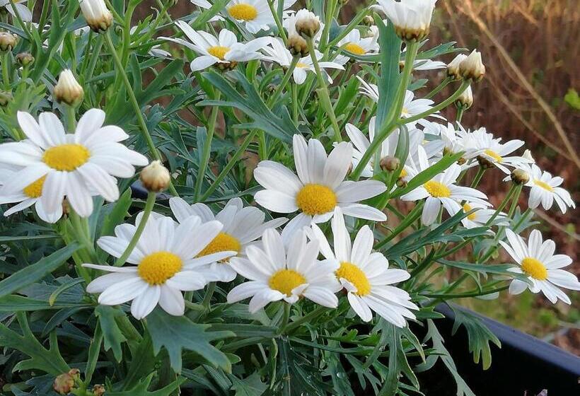 Пансион Bottna Inn