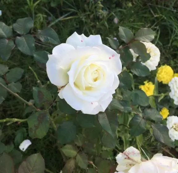 Majatalo Cozy Penguin House Bibai