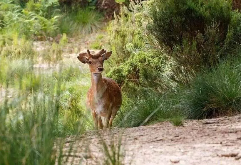 Majatalo Hospedaria Recomeçar