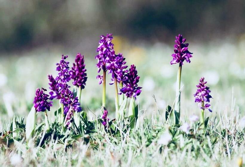 تختخواب و صبحانه Le Relais Du Moustier