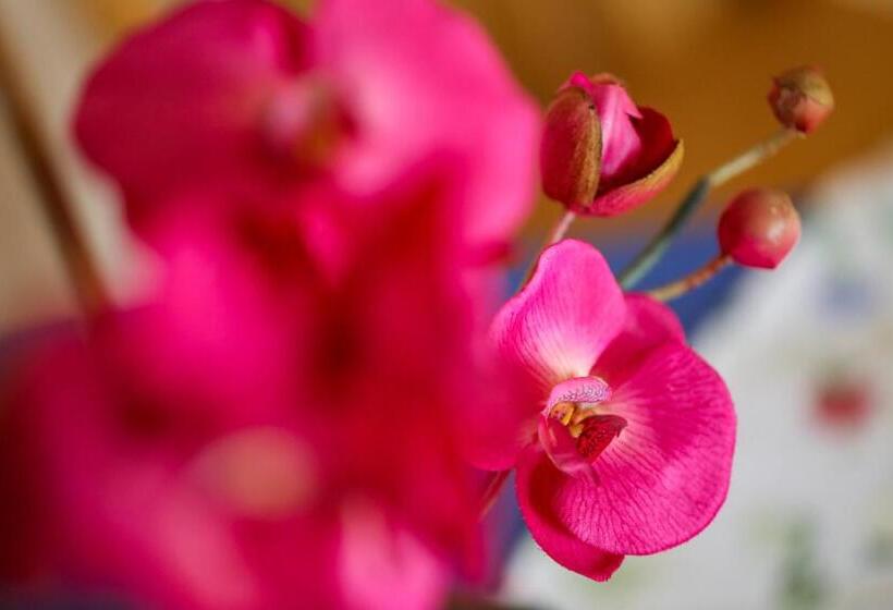 فندق صغير Gasthof Bader