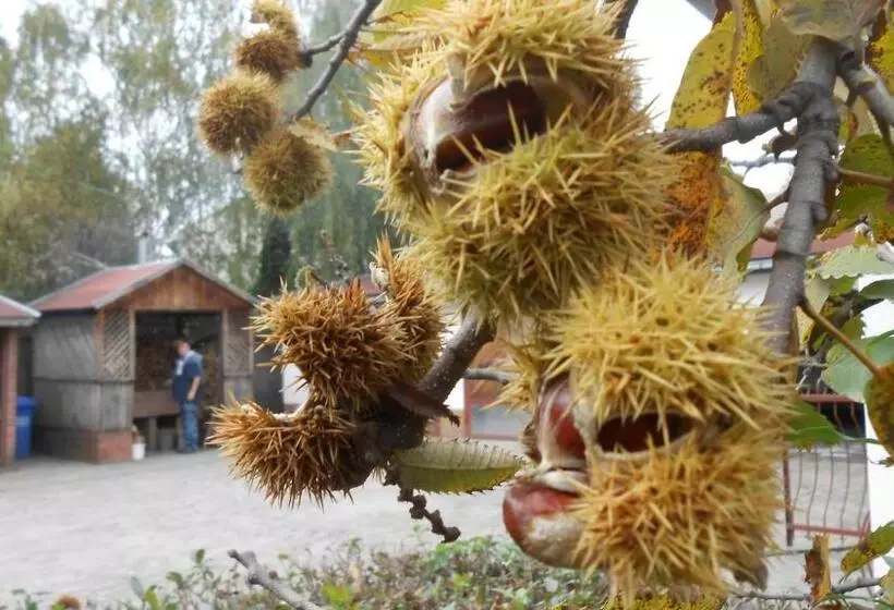 Majatalo Guest House Marketti