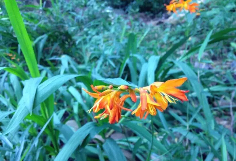 Majatalo Otsu Nature Garden