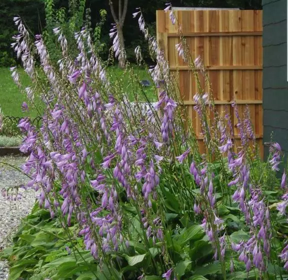 Julian S English Homestay And Pension