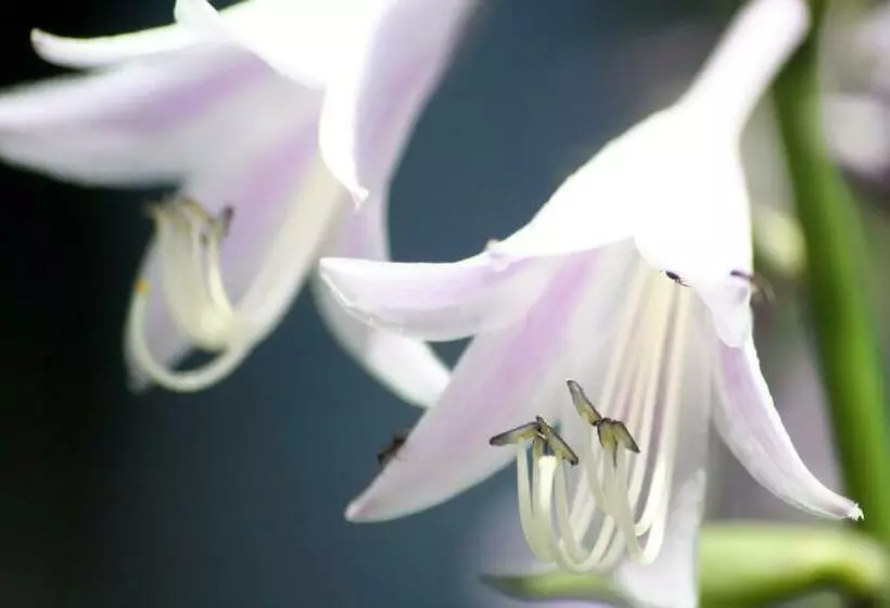 Julian S English Homestay And Pension