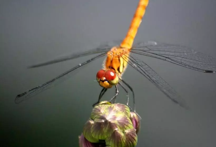 Julian S English Homestay And Pension