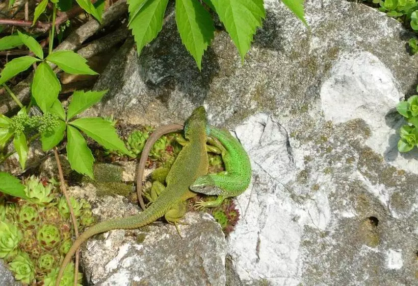 Penzión Skalná Ruža   Kövirózsa Panzió