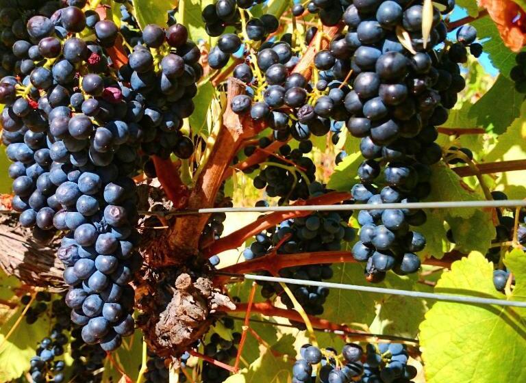 ホテル Hotham Ridge Estate