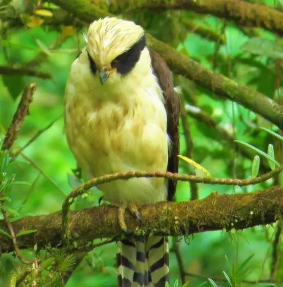 هتل Vocaré Finca Agroecológica