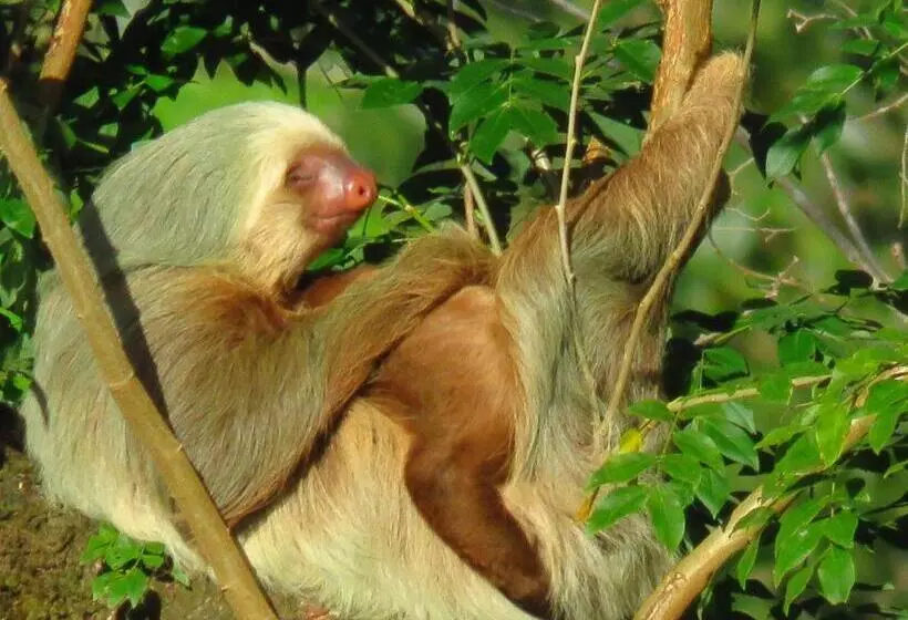 هتل Vocaré Finca Agroecológica