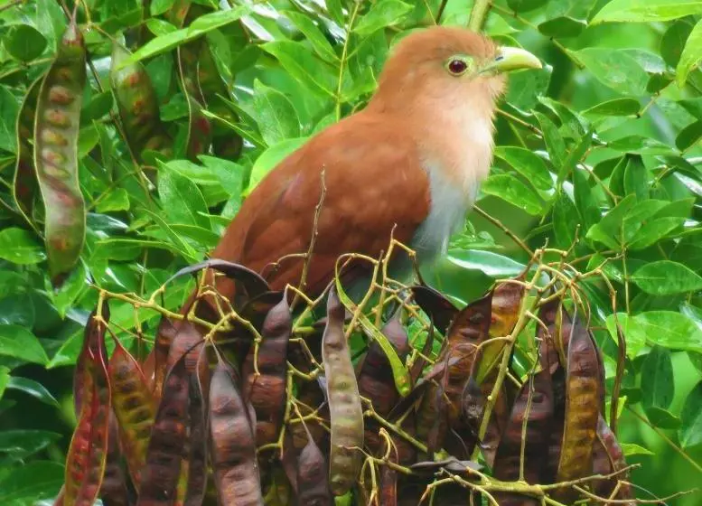 هتل Vocaré Finca Agroecológica