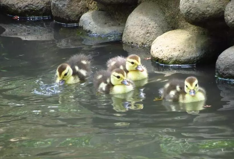 هتل Vocaré Finca Agroecológica