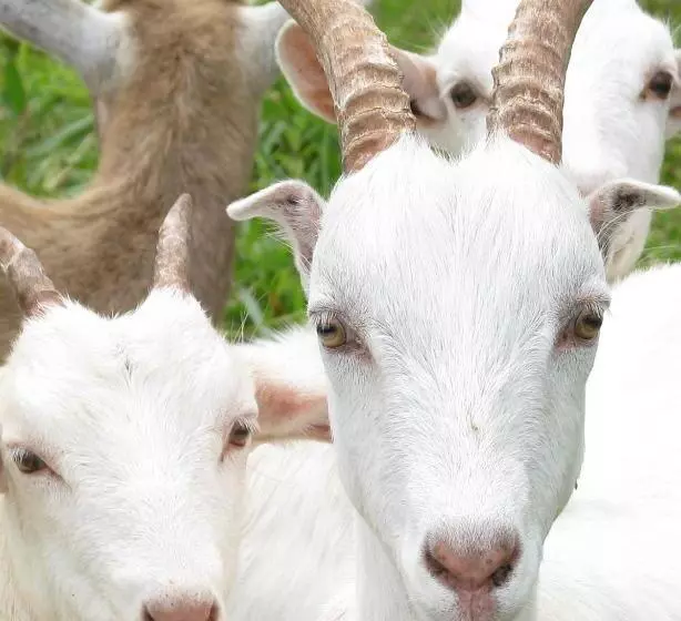 هتل Vocaré Finca Agroecológica