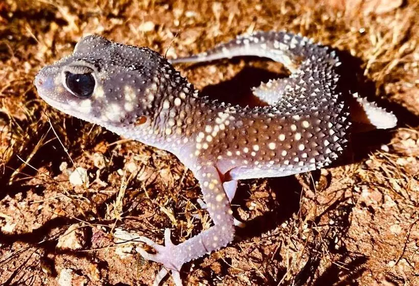 White Cliffs Underground Motel