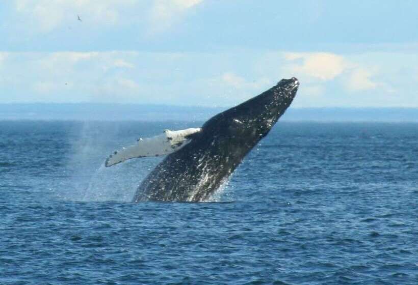 בית מלון כפרי Le Pionnier