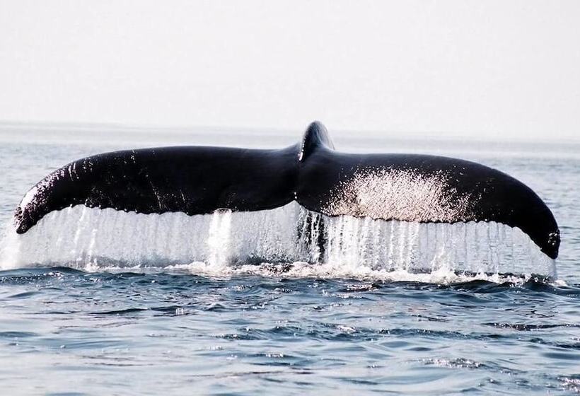 בית מלון כפרי Le Pionnier