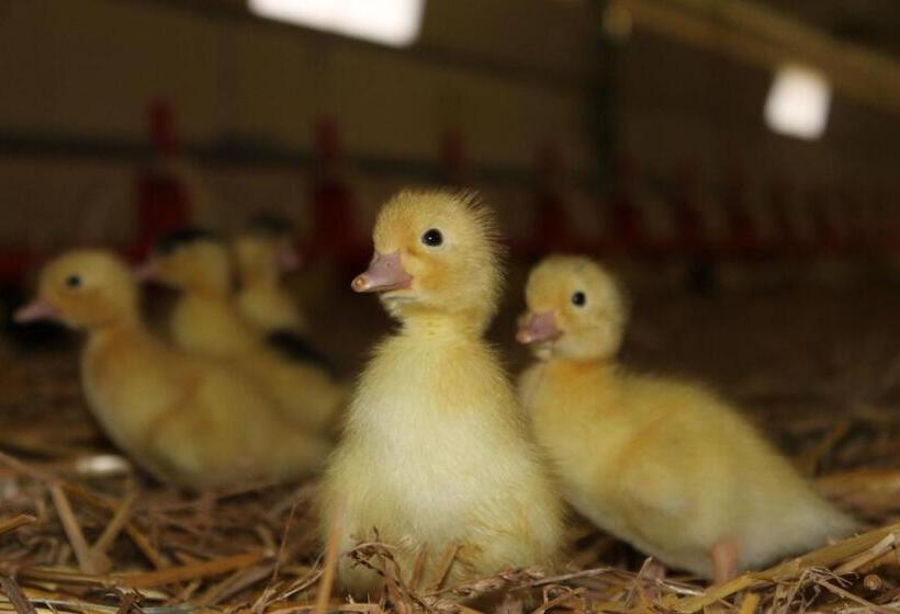 B&b La Ferme De La Patte D'oie