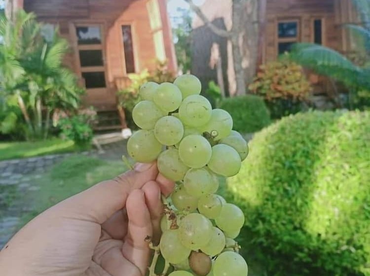 Bed and Breakfast Ekas Garden Bungalow