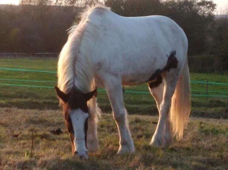 مبيت وإفطار La Ferme Des Pres